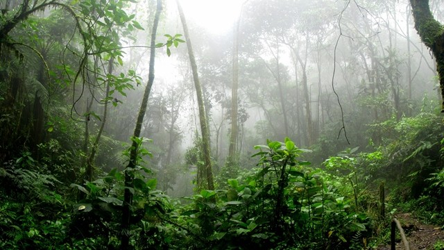 ইতিহাসে প্রথম কার্বন শোষণের বদলে নিঃসরণ করছে অস্ট্রেলিয়ার রেইনফরেস্ট, চিন্তায় বিজ্ঞানীরা