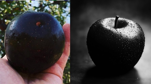 তিব্বতের পাহাড়ে জন্ম নেওয়া বিশ্বের অন্যতম দামী ‘ব্ল্যাক ডায়মন্ড আপেল’