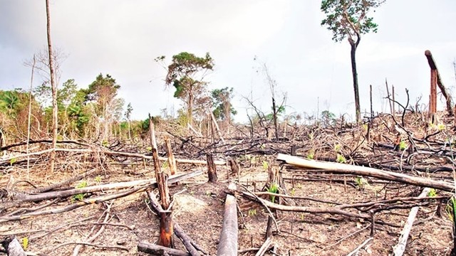 বন ধ্বংস মানেই নতুন ভাইরাসের হুমকি, ৫০ বছরে ছড়াতে পারে ১৫ হাজার প্রাণঘাতী সংক্রমণ