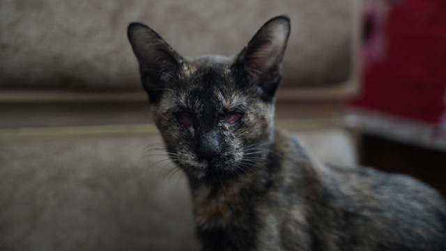 ঢাকায় একের পর এক বিড়ালের চোখ ‘উপড়ে ফেলছে’ কারা?