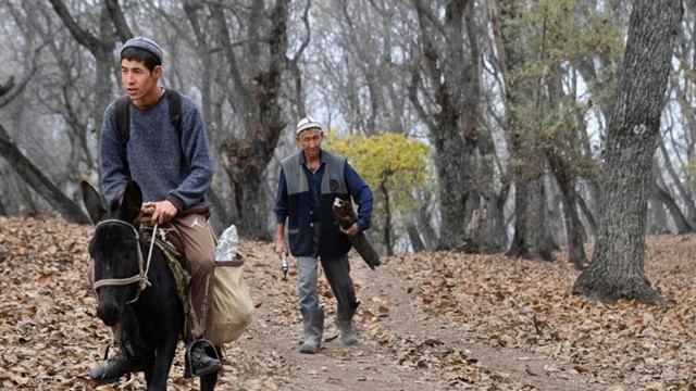 সংকটের মুখে বিশ্বের সবচেয়ে বড় প্রাকৃতিক আখরোট বন