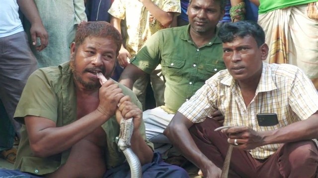 ছোবল দেয়া সাপকে চিবিয়ে খেলেন ওঝা!