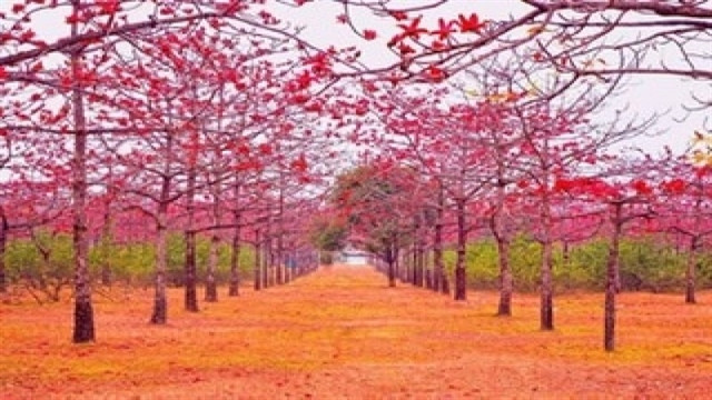 প্রকৃতি রাঙাচ্ছে বসন্তের শিমুল ফুল