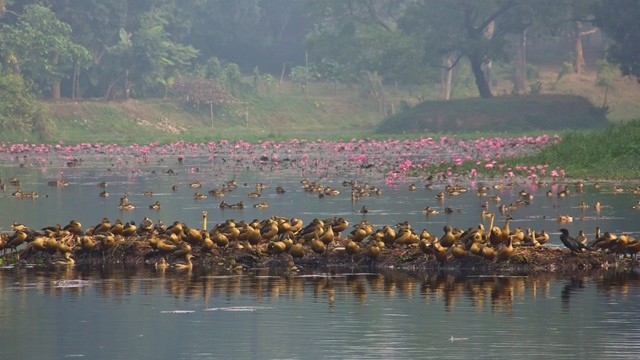 বরফের দেশ থেকে সবুজ বাংলাদেশ, শীতের পাখিদের বিস্ময়যাত্রা