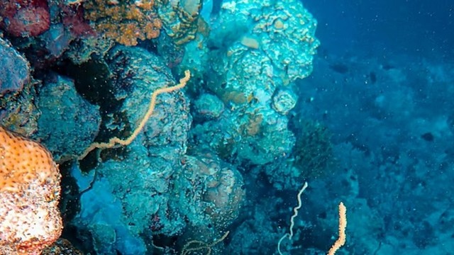 পৃথিবীর প্রথম প্রাণী ছিল সামুদ্রিক স্পঞ্জ: এমআইটির গবেষণায় যুগান্তকারী তথ্য