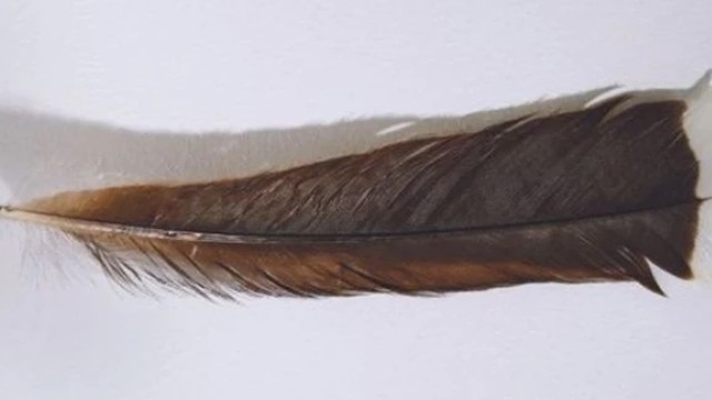 পৃথিবীর সবচেয়ে দামি পালক কোন পাখির?