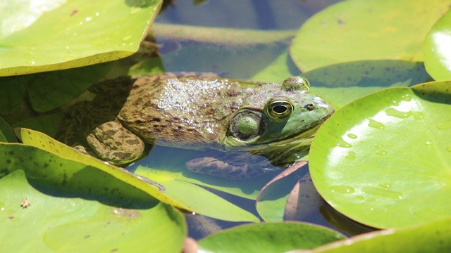 কখনো ঘুমায় না আমেরিকার যে প্রাণী