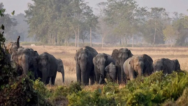 ৭৩ শতাংশ বন্যপ্রাণী হ্রাস মাত্র ৫০ বছরে!