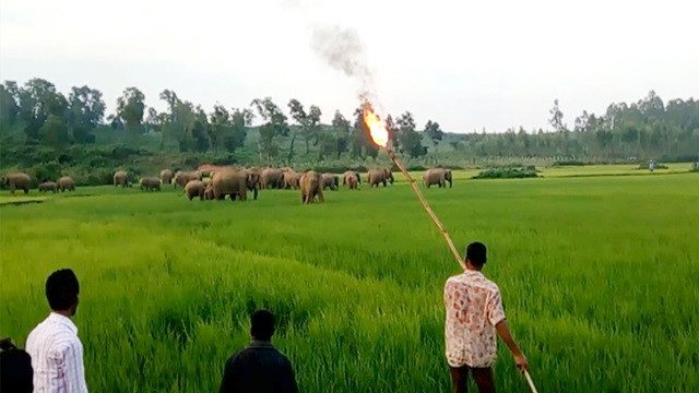 শেরপুরে বন্য হাতি ও মানুষের চলছে দীর্ঘ দ্বন্দ্ব